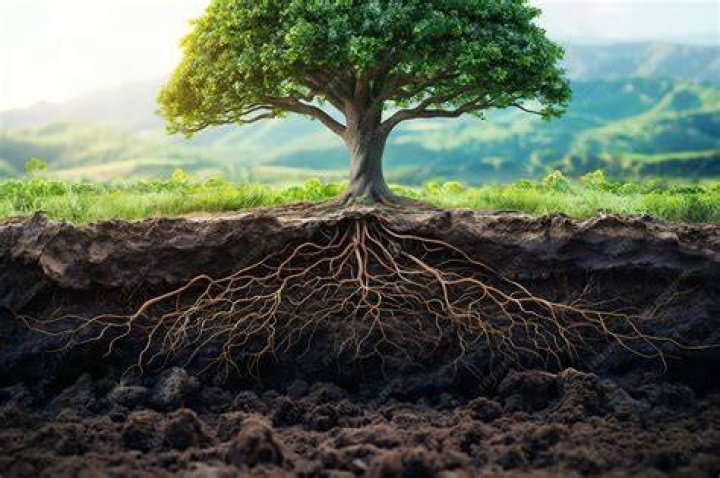 Can a tree branch grow roots