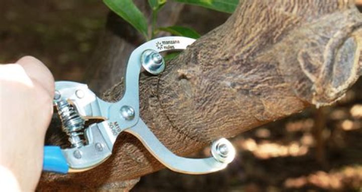 Can a tree survive girdling