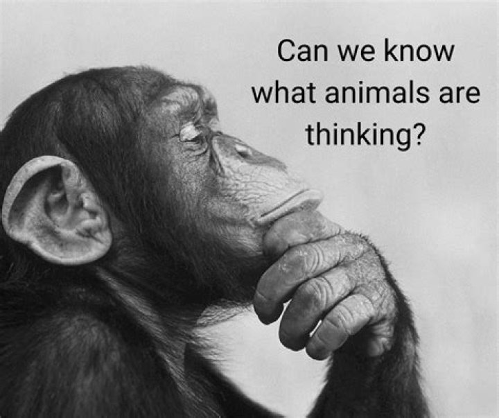 Can animals think and reason
