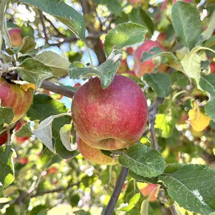 Can Apple stock keep growing