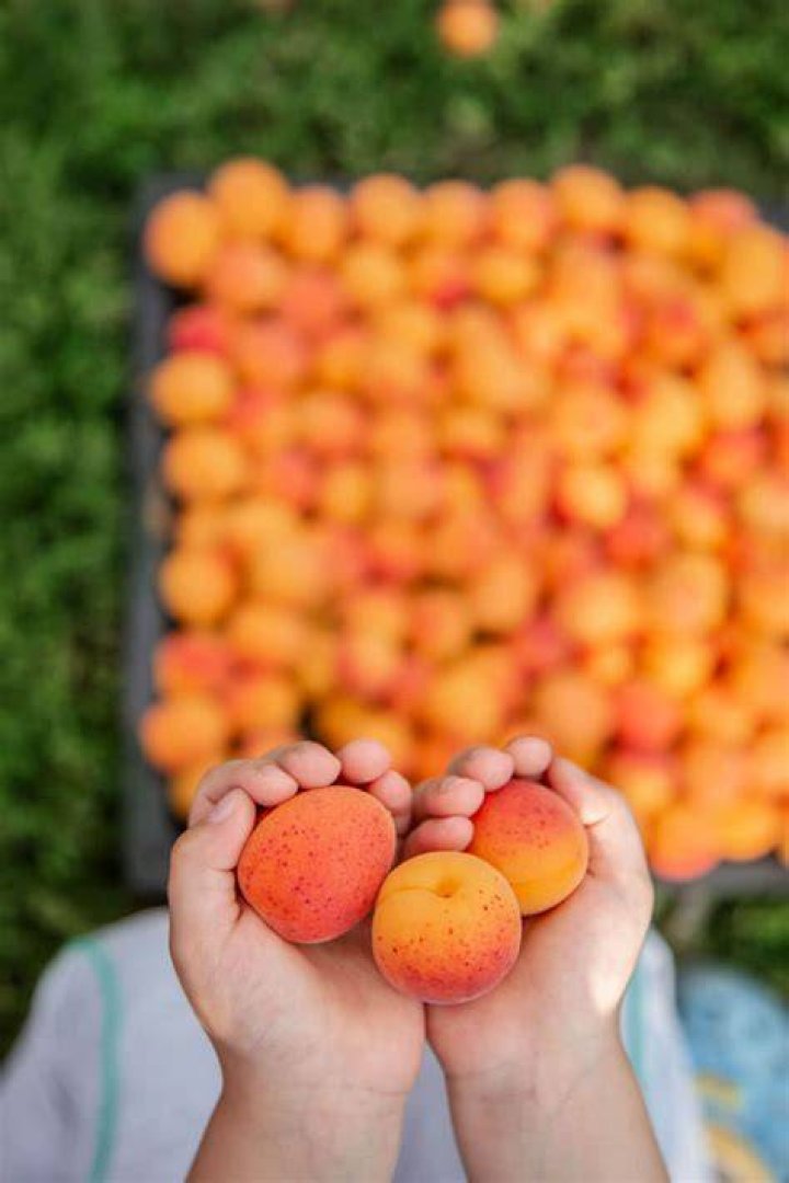 Can apricots be picked green