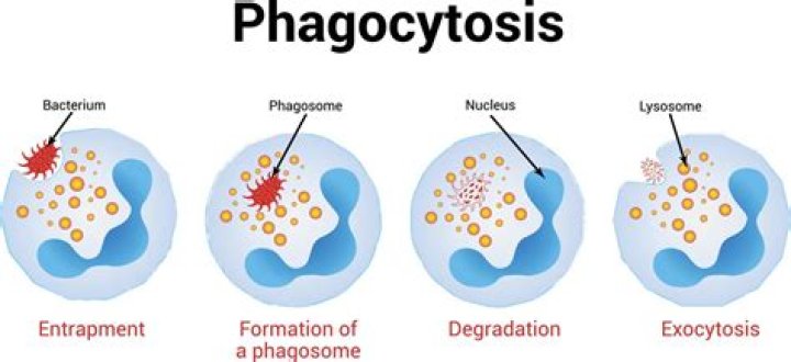 Can bacteria do phagocytosis