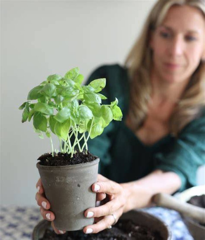 Can basil be planted in fall