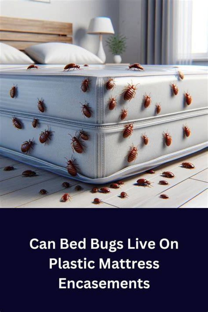 Can bed bugs live on plastic