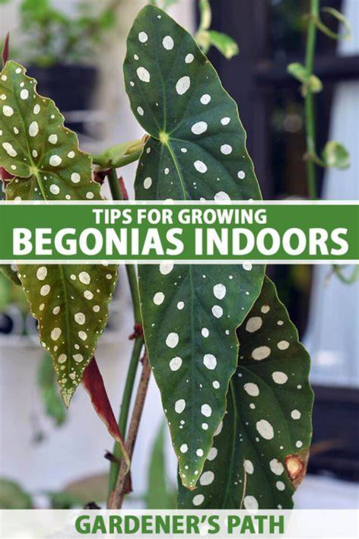 Can begonias be grown inside