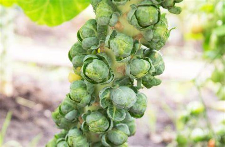 Can brussel sprouts be toxic