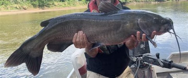 Can catfish live with frogs
