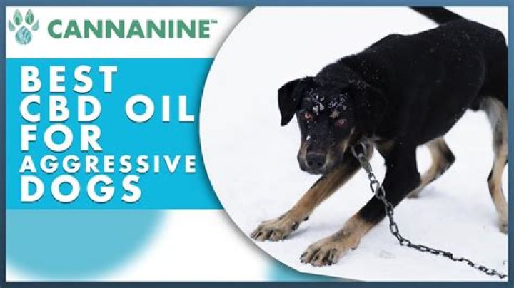 Can CBD make dogs aggressive