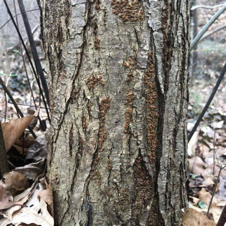 Can chestnut blight be cured