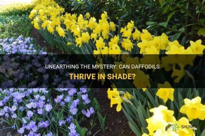 Can daffodils tolerate shade