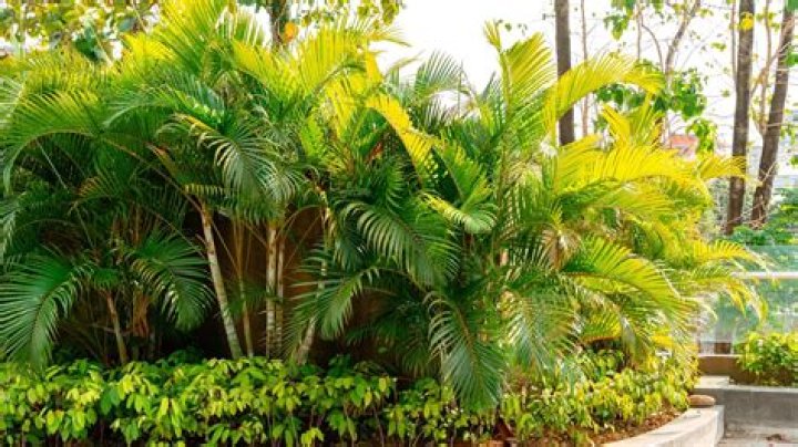 Can date palms take full sun