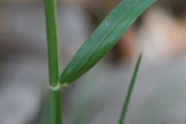Can dormant grass be revived