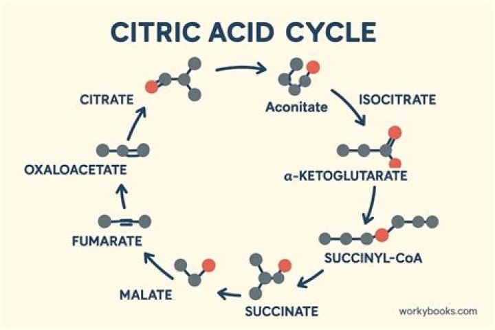 Can E. coli ferment citrate