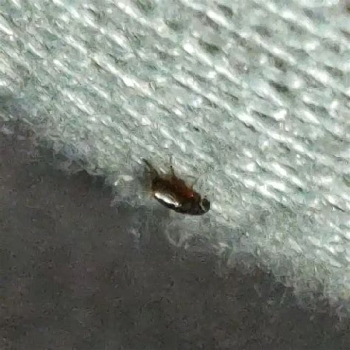 Can fleas live in pool water