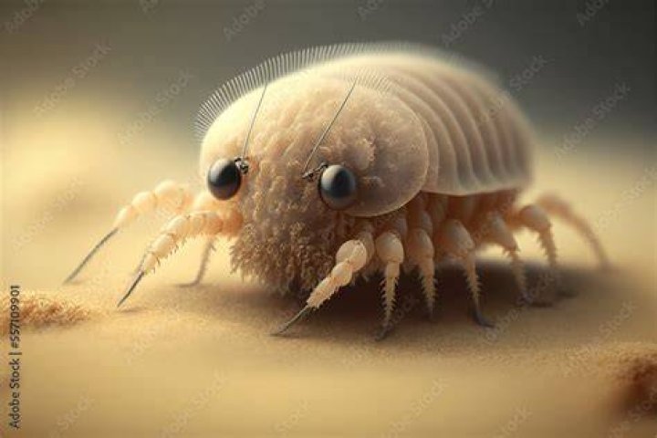 Can fleas live on the beach