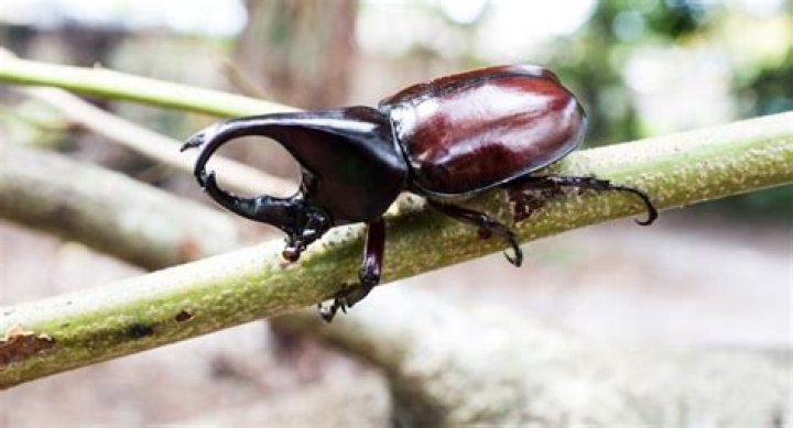 Can flying beetles hurt you