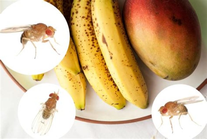 Can fruit flies make maggots