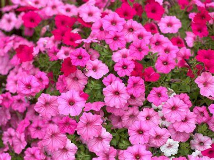 Can geraniums be in full sun