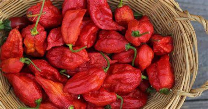 Can ghost peppers be harmful