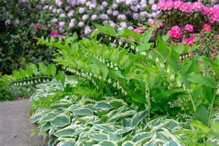 Can hostas take all day sun