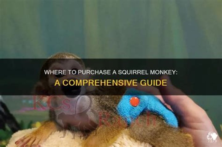 Can I buy a squirrel monkey