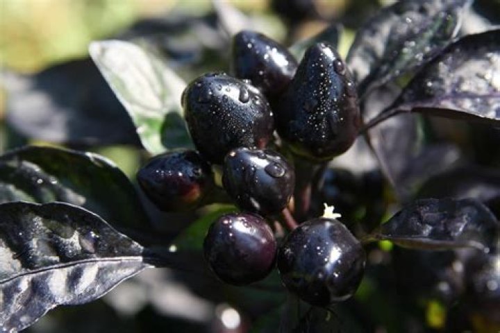 Can I eat Black Pearl pepper
