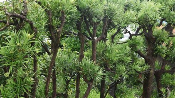 Can I top a podocarpus tree