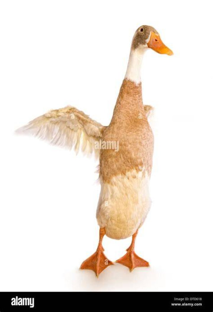 Can Indian Runner ducks fly