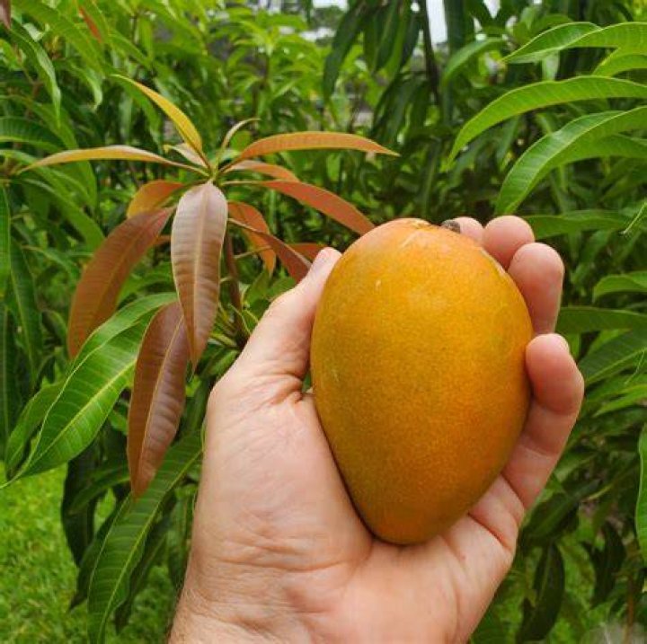 Can mango trees grow in pots