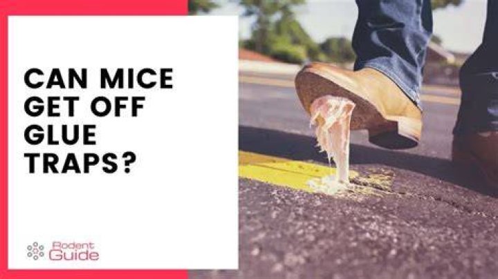 Can mice get off glue traps