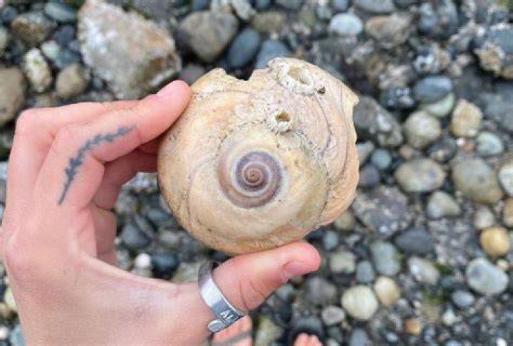 Can moon snails hurt humans