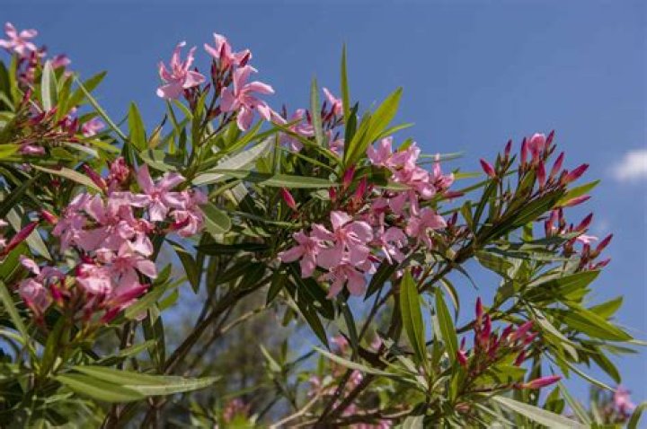 Can oleander cause allergies