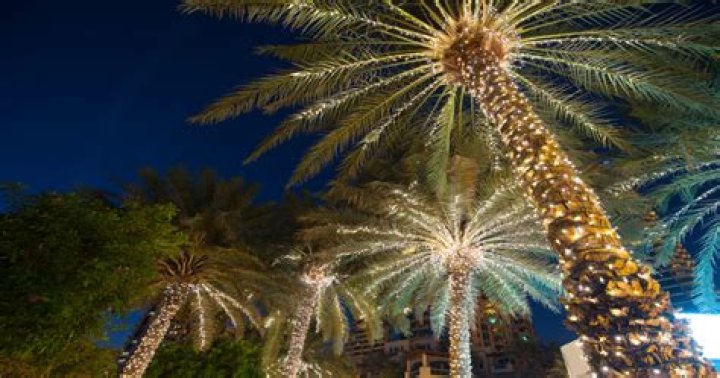 Can palm tree survive winter