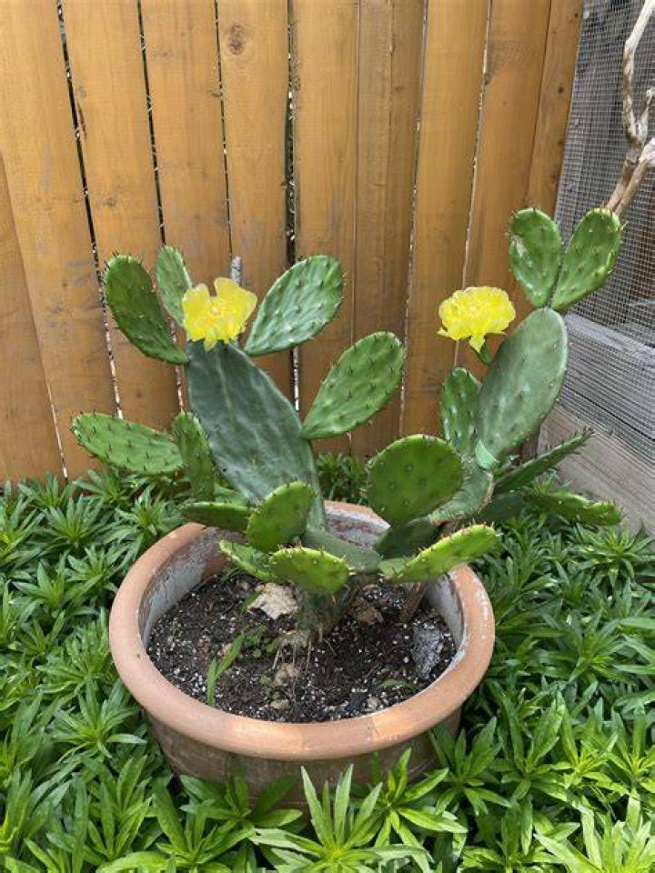 Can pencil cactus go outside