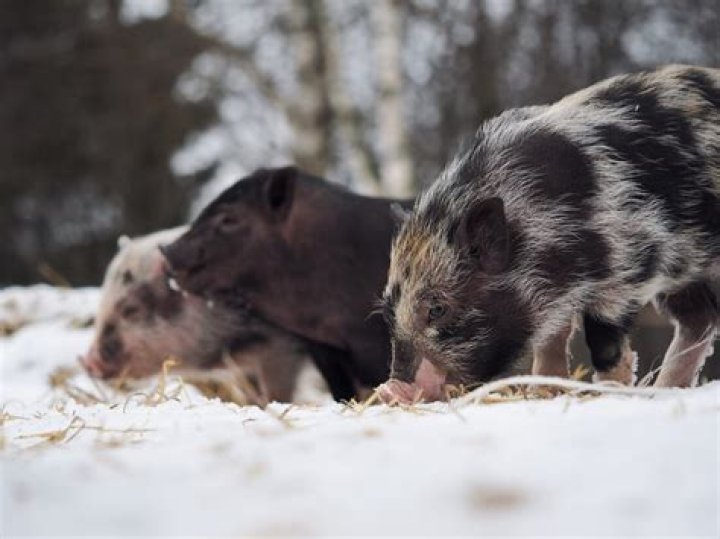 Can pigs handle cold weather
