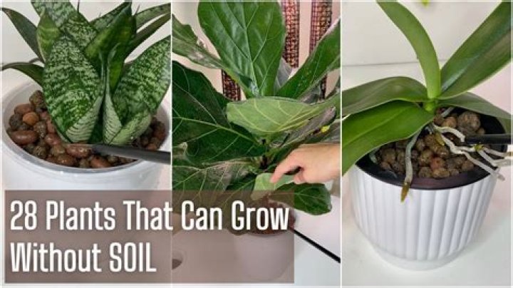 Can plants grow without iron