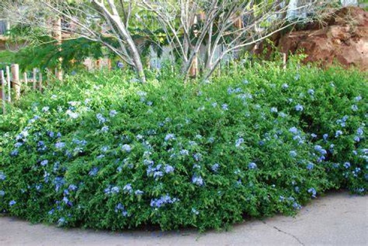Can plumbago tolerate shade