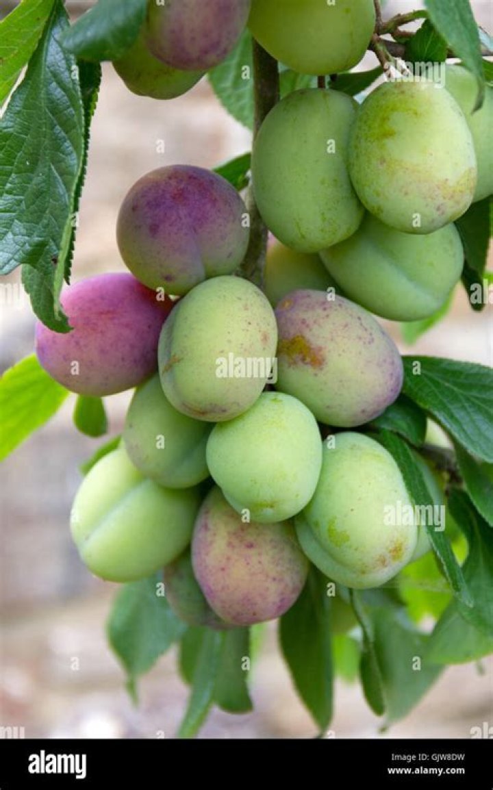 Can plums ripen off the tree