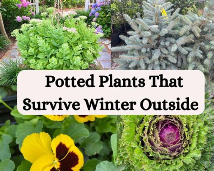 Can portulaca survive winter