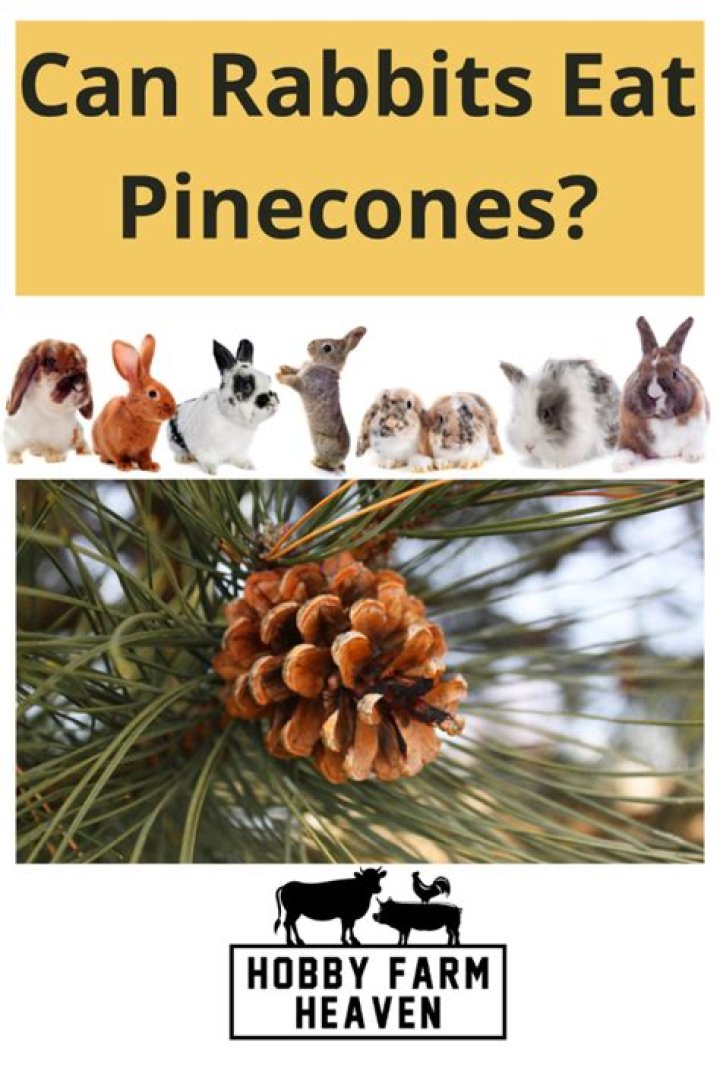 Can rabbits eat spruce trees