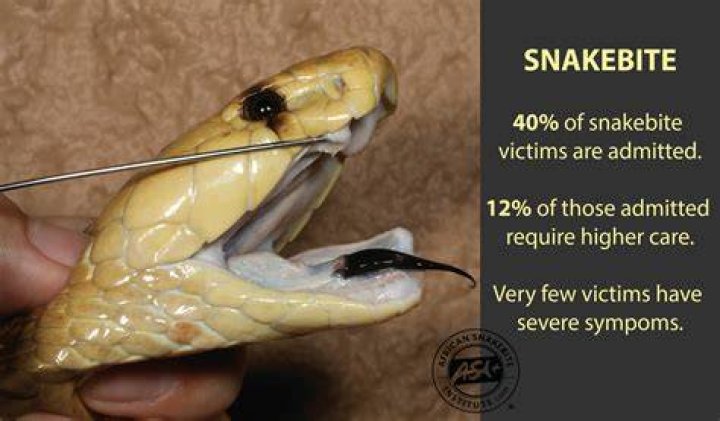 Can rat snakes bite you
