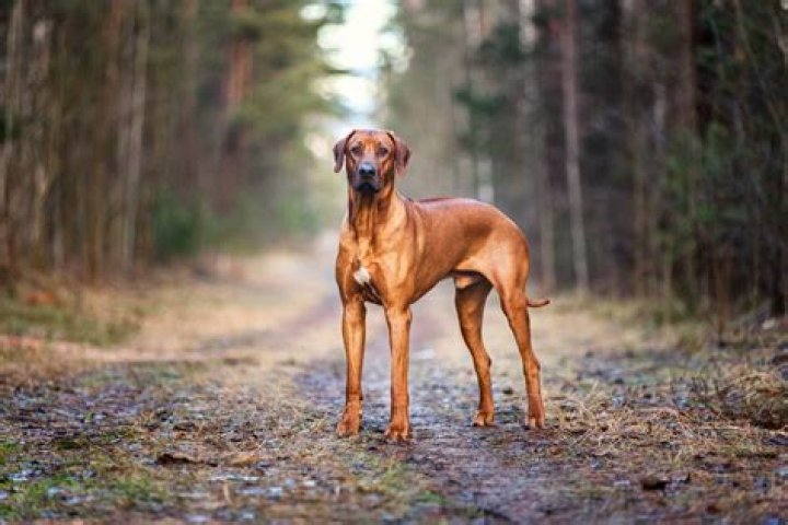 Can Ridgebacks have no ridge