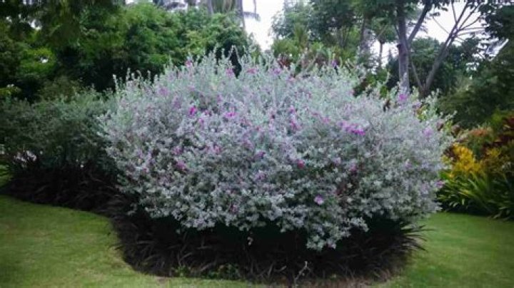 Can Russian sage be transplanted