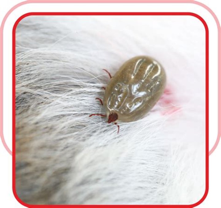 Can ticks live in your sofa
