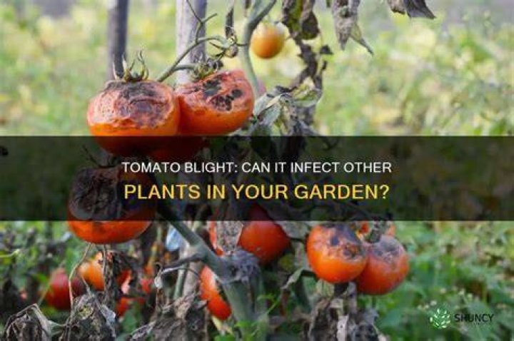 Can tomato blight spread to other plants