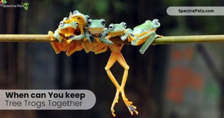Can tree frogs live together