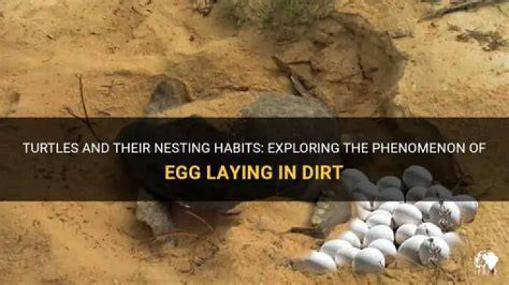 Can turtles lay eggs in dirt