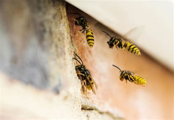 Can Wasps come through walls