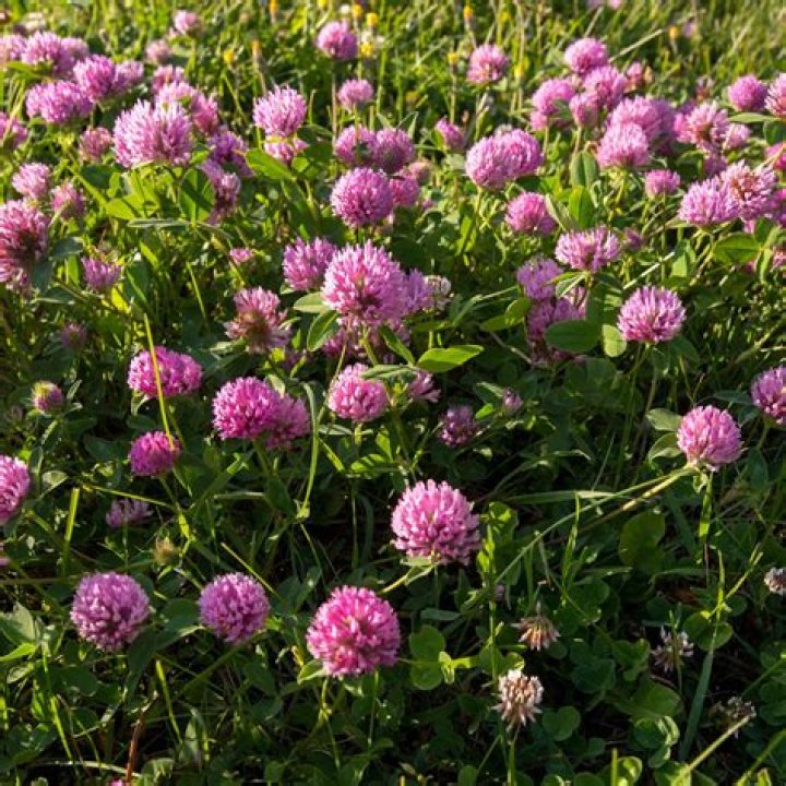 Can you Broadcast red clover