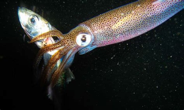 Can you catch squid anywhere